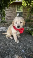Charlie, a male Golden Retriever for sale in Porter, OK – Photo 3 of 3