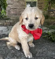 Charlie, a male Golden Retriever for sale in Porter, OK – Photo 1 of 3