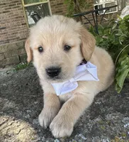 Scout, a male Golden Retriever for sale in Porter, OK – Photo 4 of 5
