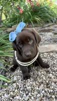 Piper, a female Labrador Retriever for sale in Porter, OK – 6 of 6