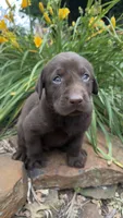 Doug, a male Labrador Retriever for sale in Porter, OK – 2 of 4