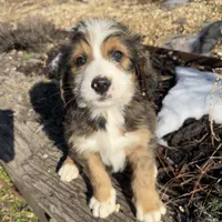 Moose, a male Bernedoodle for sale in Porter, OK – Photo 4 of 4