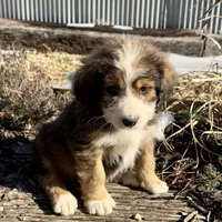 Moose, a male Bernedoodle for sale in Porter, OK – Photo 2 of 4