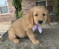 Ranger, a male Golden Retriever for sale in Porter, OK – 2 of 5