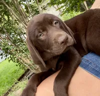 Abby, a female Labrador Retriever for sale in Porter, OK – 5 of 5