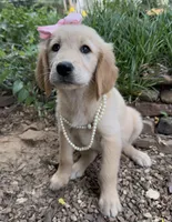 Lillibet, a female Golden Retriever for sale in Porter, OK – 2 of 5