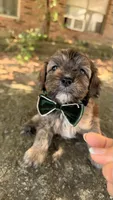 Finn, a male Cavapoo for sale in Porter, OK – 3 of 9