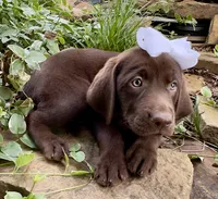 Abby, a female Labrador Retriever for sale in Porter, OK – 6 of 6