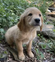 Cricket, a female Golden Retriever for sale in Porter, OK – 2 of 5