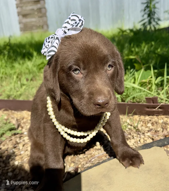 Cocoa – Labrador Retriever puppy for sale in Porter, OK