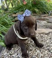 Cocoa, a female Labrador Retriever for sale in Porter, OK – 3 of 9
