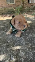 Enzo, a male Cavapoo for sale in Porter, OK – 4 of 4