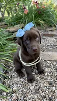 Piper, a female Labrador Retriever for sale in Porter, OK – 6 of 7