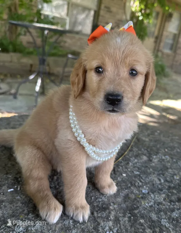 Cricket – Golden Retriever puppy for sale in Porter, OK