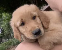 Ranger, a male Golden Retriever for sale in Porter, OK – 2 of 5