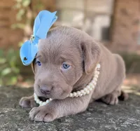 Sage, a female Labrador Retriever for sale in Porter, OK – 4 of 9