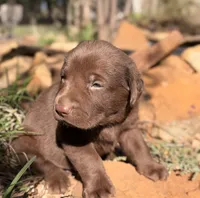 Ruger, a male Labrador Retriever for sale in Porter, OK – 9 of 9