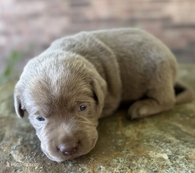 Rare Dax  – Labrador Retriever puppy for sale in Porter, OK