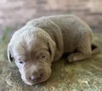 Rare Dax , a male Labrador Retriever for sale in Porter, OK – 1 of 9