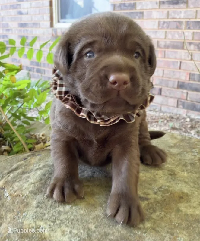 Boone  – Labrador Retriever puppy for sale in Porter, OK