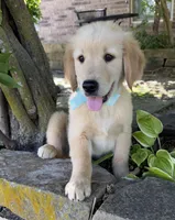 Scout, a male Golden Retriever for sale in Porter, OK – 5 of 5