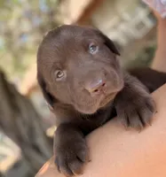 Ruger, a male Labrador Retriever for sale in Porter, OK – 1 of 9