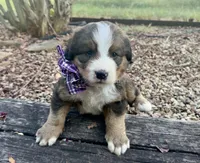 Hershey, a female Bernedoodle for sale in Porter, OK – 5 of 9