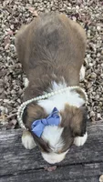 Rosie, a male Bernedoodle for sale in Porter, OK – 3 of 10