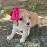 Daisy, a female Cavapoo for sale in Porter, OK – 6 of 9