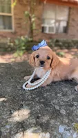 Mollu, a female Cavapoo for sale in Porter, OK – 3 of 5