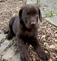 Darcy, a female Labrador Retriever for sale in Porter, OK – 3 of 6
