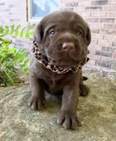 Boone , a male Labrador Retriever for sale in Porter, OK – 4 of 10