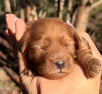 Enzo, a male Cavapoo for sale in Porter, OK – 3 of 3