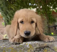 Buckshot, a male Golden Retriever for sale in Porter, OK – 2 of 4