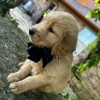 Ace, a male Golden Retriever for sale in Porter, OK – 5 of 6