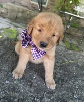 Remme, a male Golden Retriever for sale in Porter, OK – 4 of 5