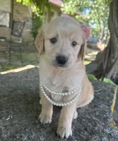 Lilibet, a female Golden Retriever for sale in Porter, OK – 3 of 5