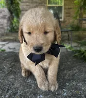 Ace, a male Golden Retriever for sale in Porter, OK – 4 of 6