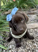 Piper, a female Labrador Retriever for sale in Porter, OK – 2 of 7