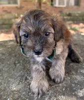 Finn, a male Cavapoo for sale in Porter, OK – 8 of 9