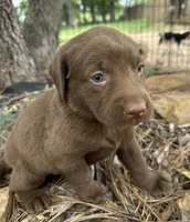 Penny, a female Labrador Retriever for sale in Porter, OK – 3 of 4