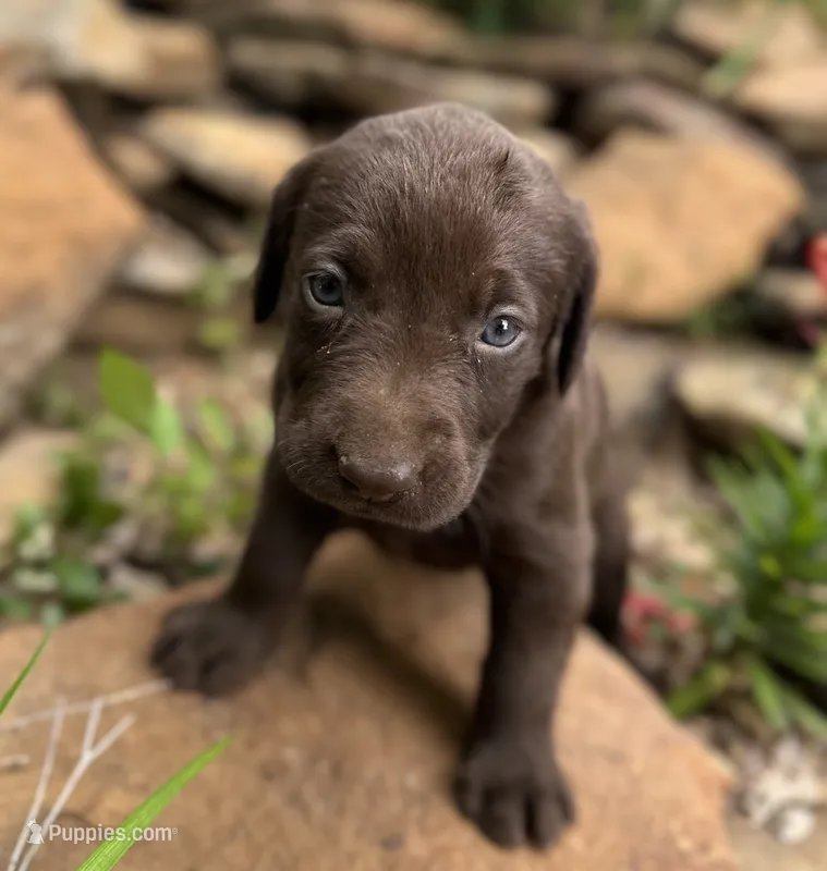 Cookie – Labrador Retriever puppy for sale in Porter, OK