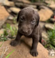 Cookie, a female Labrador Retriever for sale in Porter, OK – 1 of 2