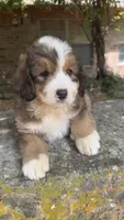 Rosie, a male Bernedoodle for sale in Porter, OK – 1 of 7