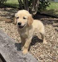 Scout, a male Golden Retriever for sale in Porter, OK – 4 of 6