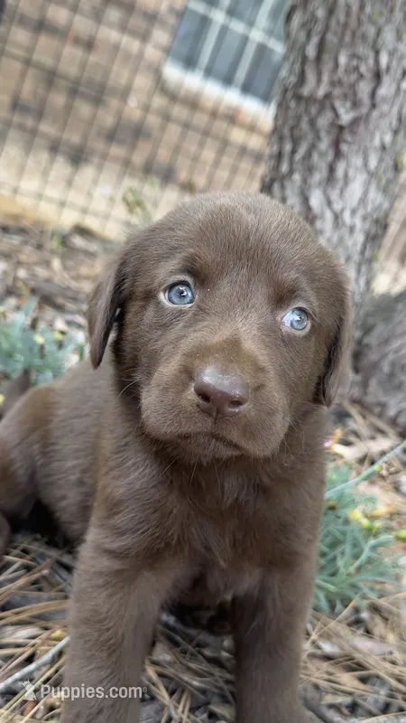 Cocoa – Labrador Retriever puppy for sale in Porter, OK