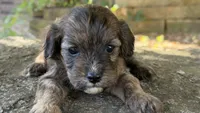 Finn, a male Cavapoo for sale in Porter, OK – 9 of 9