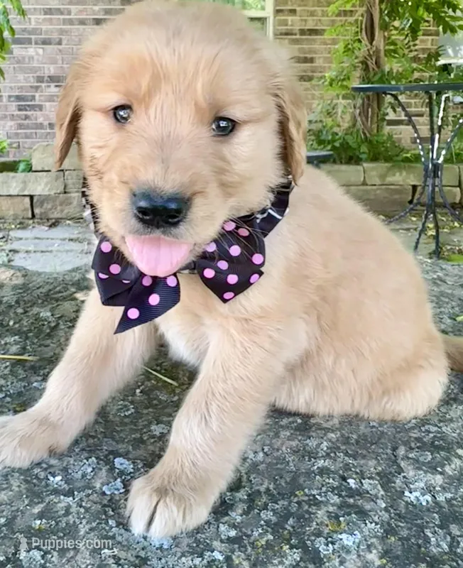 Ruger – Golden Retriever puppy for sale in Porter, OK