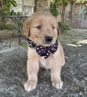 Ruger, a male Golden Retriever for sale in Porter, OK – 2 of 6