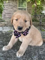 Ruger, a male Golden Retriever for sale in Porter, OK – 4 of 6